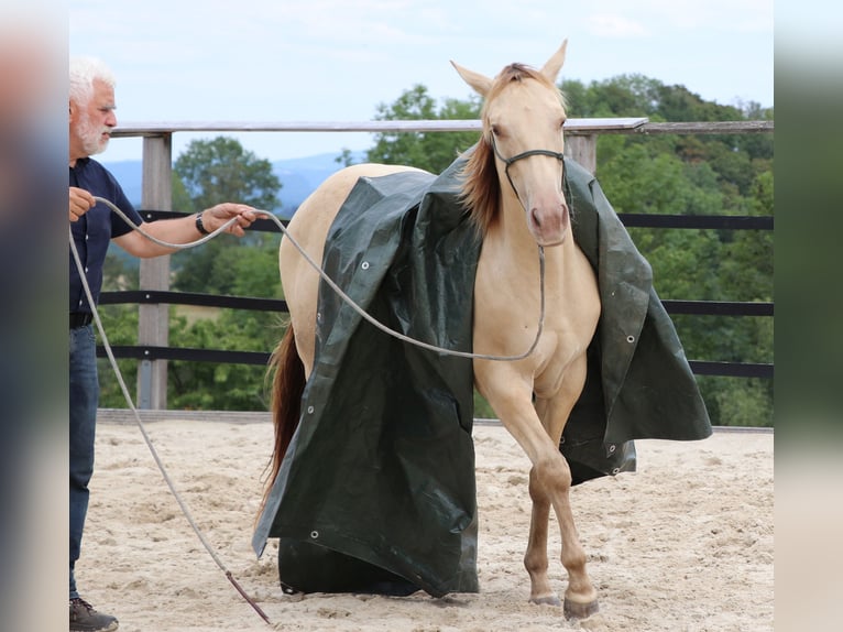 American Quarter Horse Gelding 3 years 14.3 hh Champagne in Müglitztal