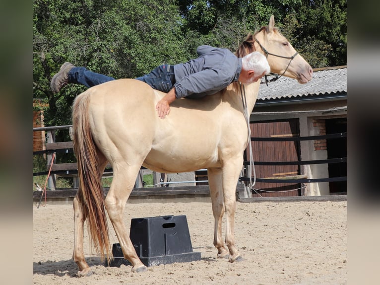American Quarter Horse Gelding 3 years 14.3 hh Champagne in Müglitztal