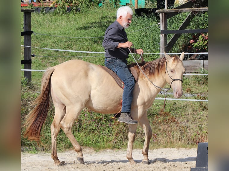 American Quarter Horse Gelding 3 years 14.3 hh Champagne in Müglitztal