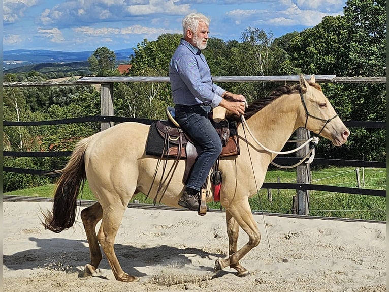 American Quarter Horse Gelding 3 years 14.3 hh Champagne in Müglitztal