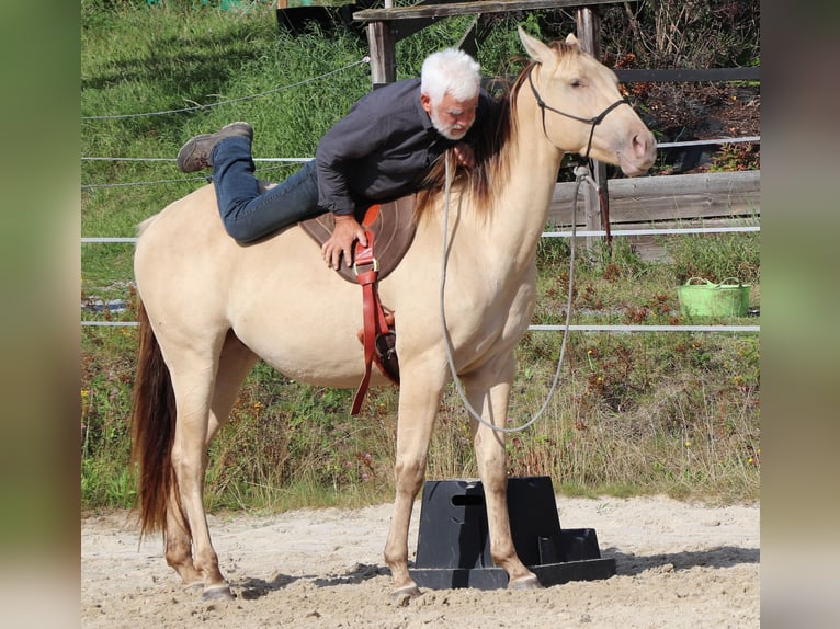 American Quarter Horse Gelding 3 years 14.3 hh Champagne in Müglitztal