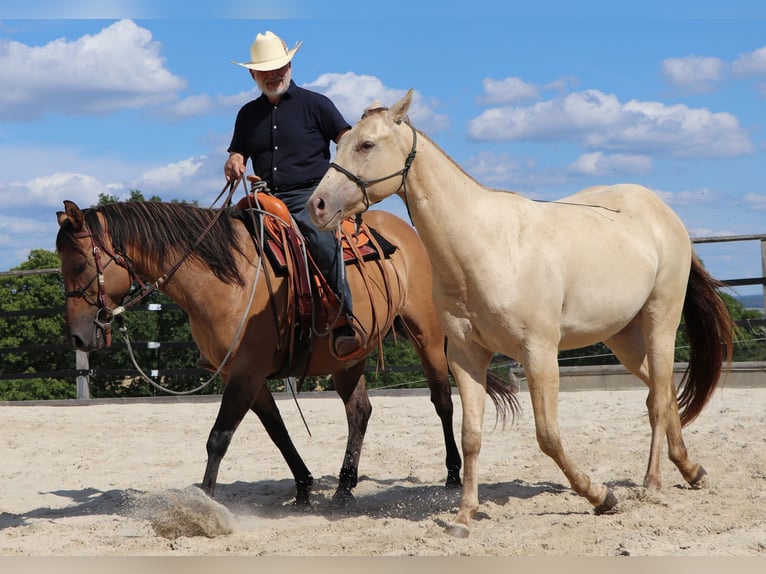 American Quarter Horse Gelding 3 years 14.3 hh Champagne in Müglitztal