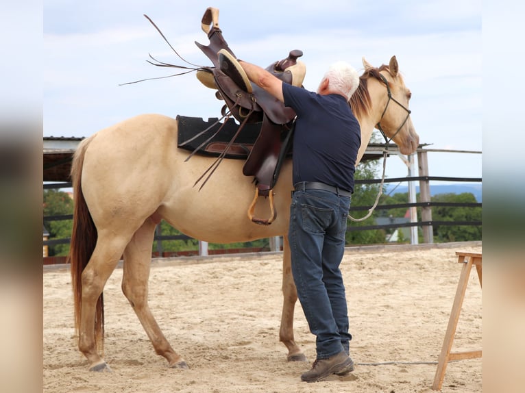 American Quarter Horse Gelding 3 years 14.3 hh Champagne in Müglitztal