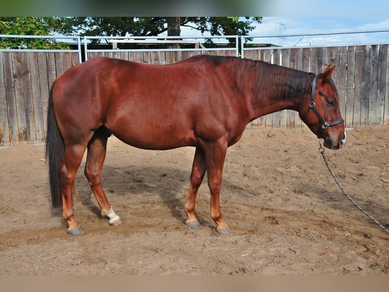 American Quarter Horse Gelding 3 years 14.3 hh Chestnut-Red in Falkensee
