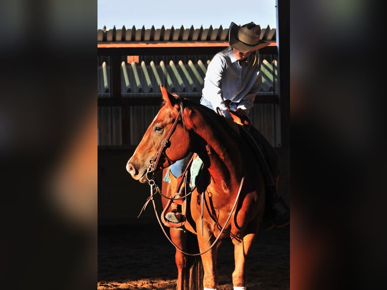 American Quarter Horse Gelding 3 years 14.3 hh Chestnut-Red in Falkensee