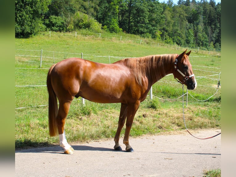 American Quarter Horse Gelding 3 years 14,3 hh Chestnut-Red in Bad Abbach