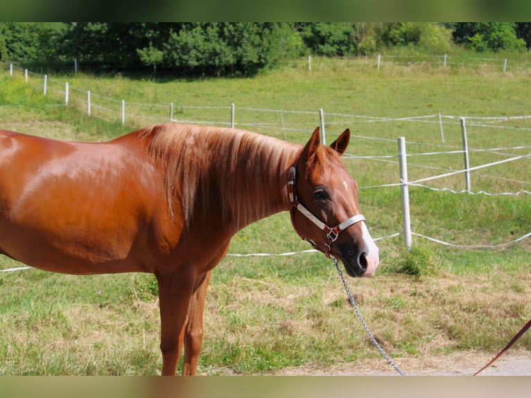 American Quarter Horse Gelding 3 years 14,3 hh Chestnut-Red in Bad Abbach