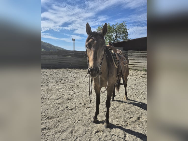 American Quarter Horse Gelding 3 years 14.3 hh Dun in Gratkorn