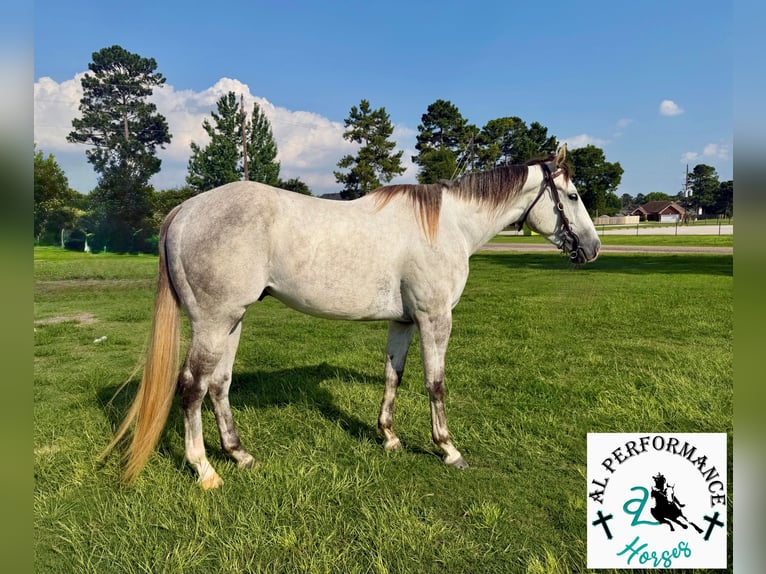 American Quarter Horse Gelding 3 years 14.3 hh Grey in Montgomery
