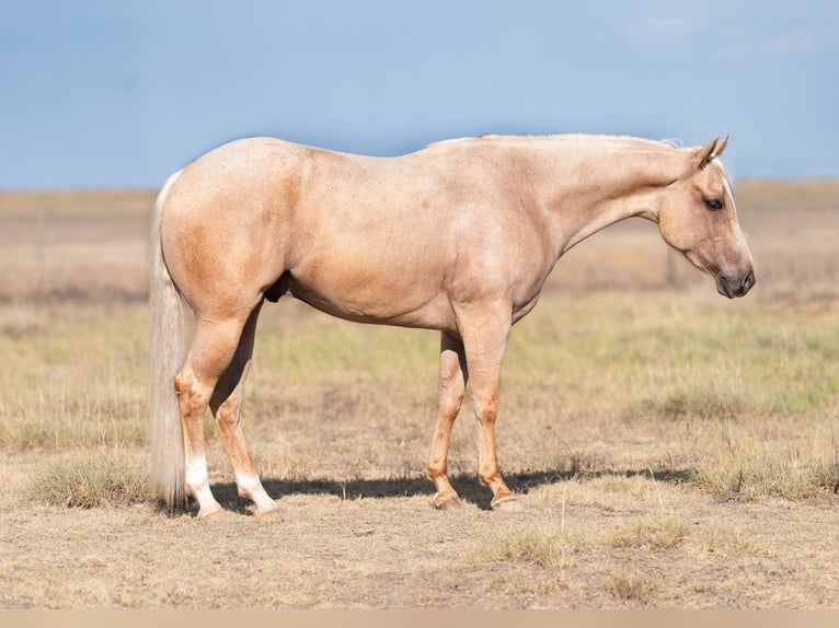 American Quarter Horse Gelding 3 years 14,3 hh Palomino in Waco