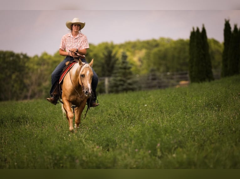 American Quarter Horse Gelding 3 years 14,3 hh Palomino in Bellevue, IA