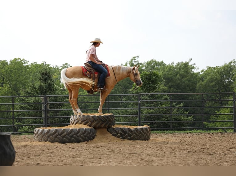 American Quarter Horse Gelding 3 years 14,3 hh Palomino in Bellevue, IA