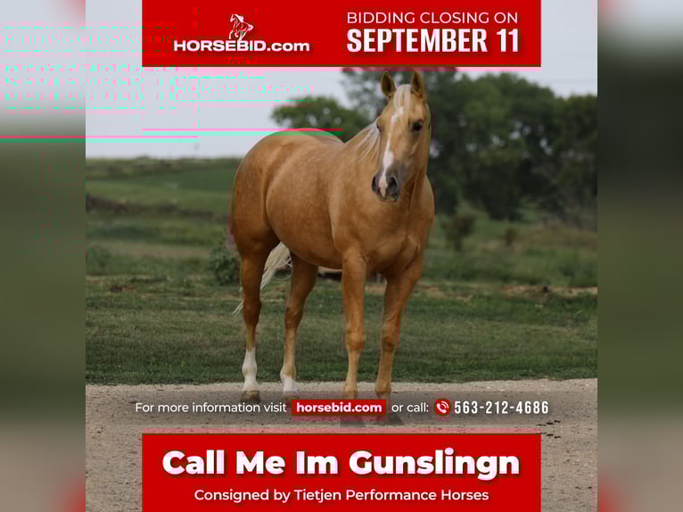 American Quarter Horse Gelding 3 years 14,3 hh Palomino in Bellevue, IA