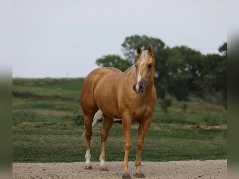 American Quarter Horse Gelding 3 years 14,3 hh Palomino in Bellevue, IA
