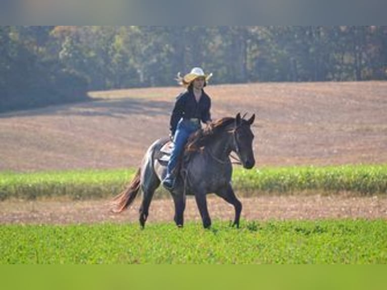 American Quarter Horse Gelding 3 years 14,3 hh Roan-Bay in Landisburg, PA