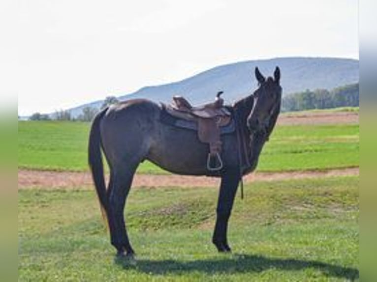 American Quarter Horse Gelding 3 years 14,3 hh Roan-Bay in Landisburg, PA