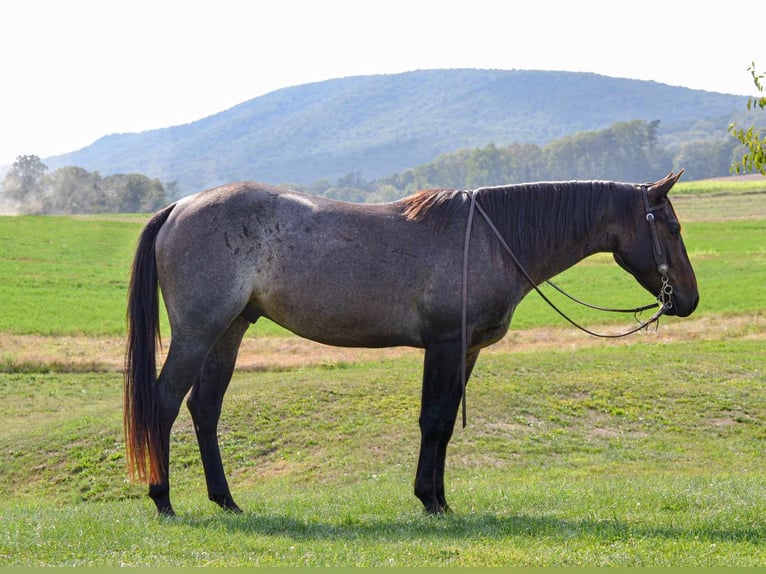 American Quarter Horse Gelding 3 years 14,3 hh Roan-Bay in Landisburg, PA