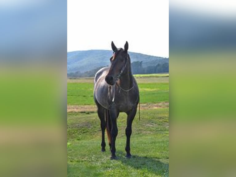 American Quarter Horse Gelding 3 years 14,3 hh Roan-Bay in Landisburg, PA