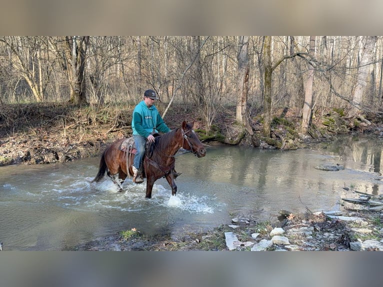 American Quarter Horse Gelding 3 years 14,3 hh Roan-Red in Mascow OH