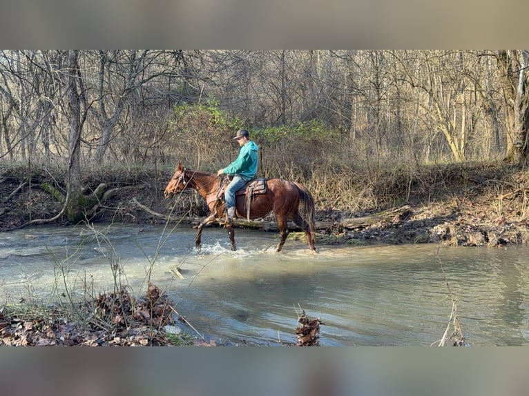 American Quarter Horse Gelding 3 years 14,3 hh Roan-Red in Mascow OH