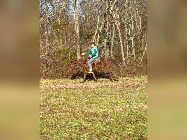 American Quarter Horse Gelding 3 years 14,3 hh Roan-Red in Mascow OH