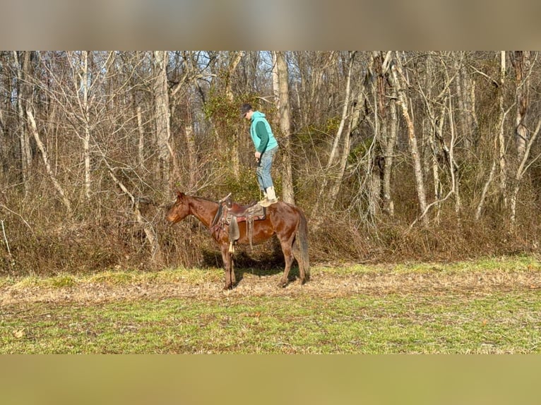 American Quarter Horse Gelding 3 years 14,3 hh Roan-Red in Mascow OH