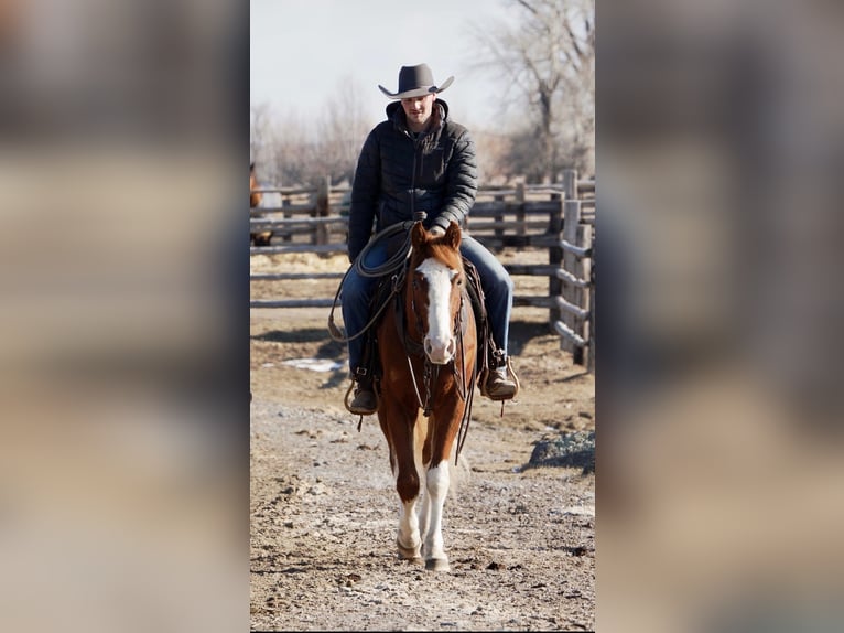 American Quarter Horse Gelding 3 years 14.3 hh Sorrel in Saint Anthony