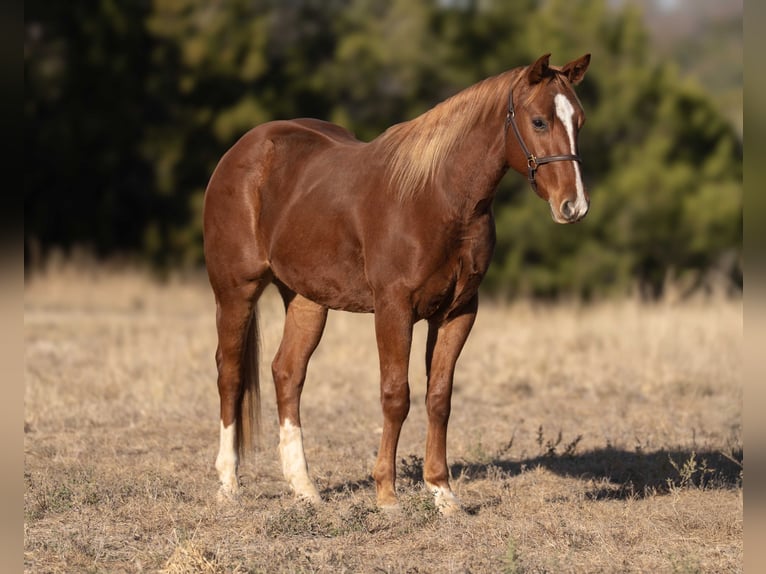 American Quarter Horse Gelding 3 years 14.3 hh Sorrel in Granbury