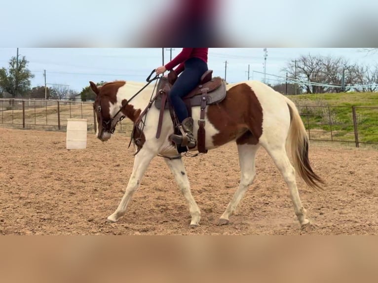 American Quarter Horse Gelding 3 years 14,3 hh Tobiano-all-colors in Weatherford TX