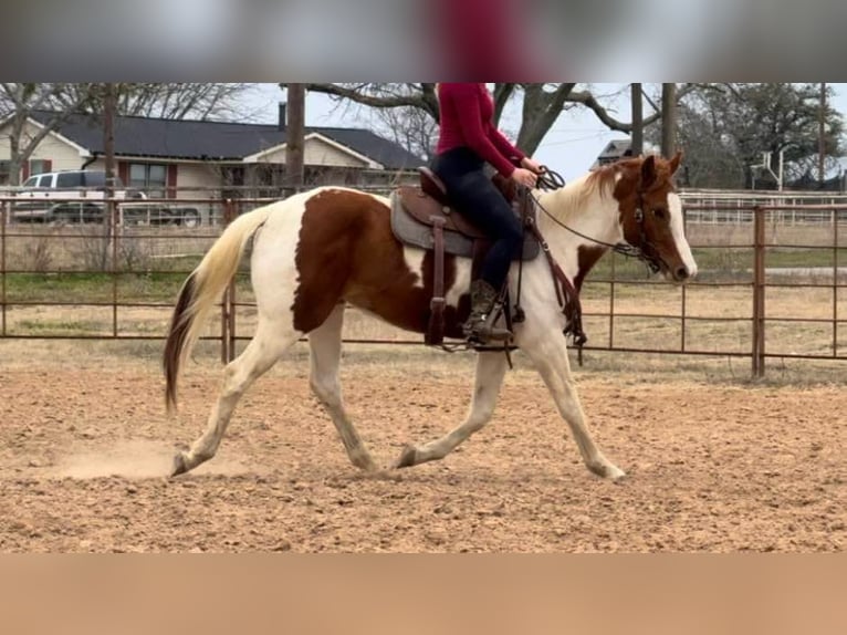 American Quarter Horse Gelding 3 years 14,3 hh Tobiano-all-colors in Weatherford TX