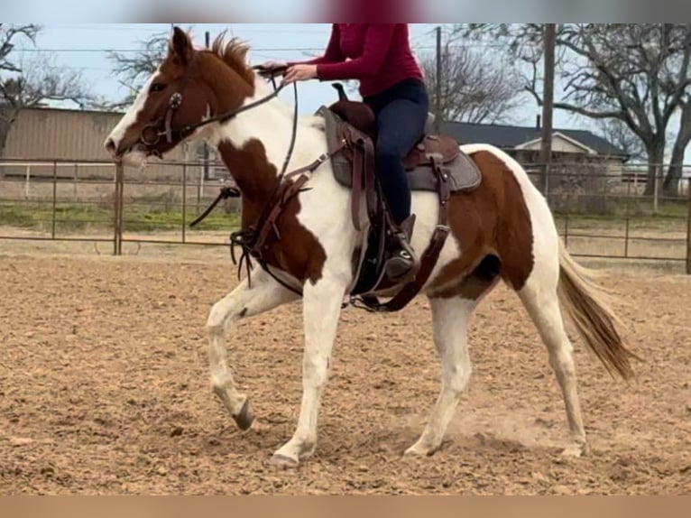 American Quarter Horse Gelding 3 years 14,3 hh Tobiano-all-colors in Weatherford TX