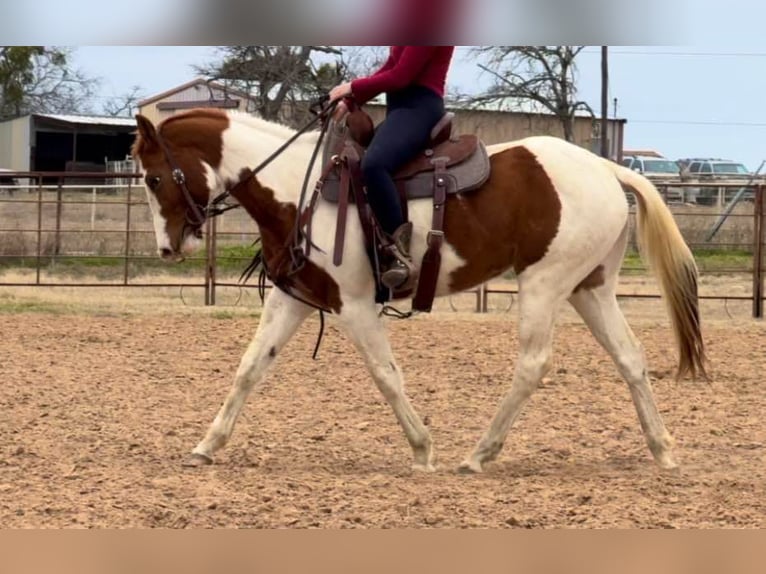 American Quarter Horse Gelding 3 years 14,3 hh Tobiano-all-colors in Weatherford TX