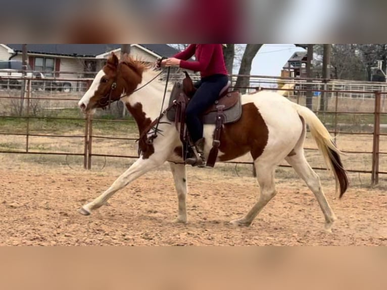 American Quarter Horse Gelding 3 years 14,3 hh Tobiano-all-colors in Weatherford TX