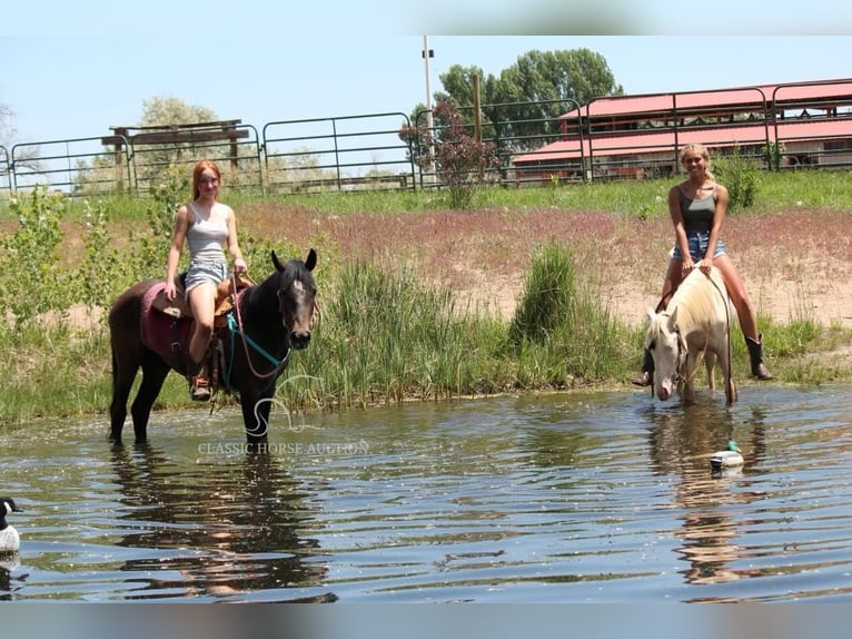 American Quarter Horse Gelding 3 years 14 hh Bay in Fort Collins, CO