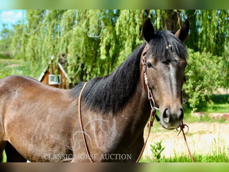 American Quarter Horse Gelding 3 years 14 hh Bay in Fort Collins, CO