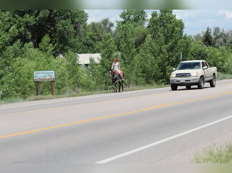 American Quarter Horse Gelding 3 years 14 hh Bay in Fort Collins, CO