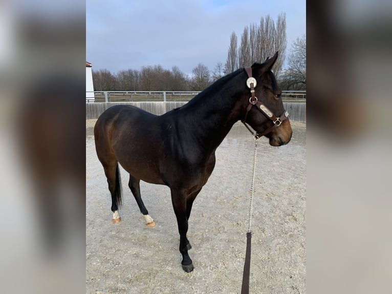 American Quarter Horse Gelding 3 years 14 hh Brown in Eisenstadt