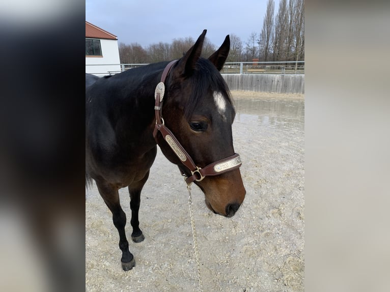 American Quarter Horse Gelding 3 years 14 hh Brown in Eisenstadt