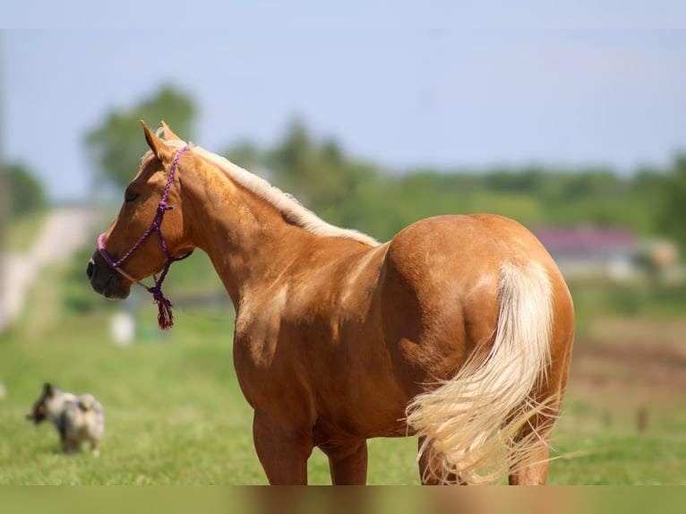 American Quarter Horse Gelding 3 years 14 hh Palomino in Bolivar, MO