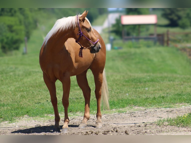 American Quarter Horse Gelding 3 years 14 hh Palomino in Bolivar, MO