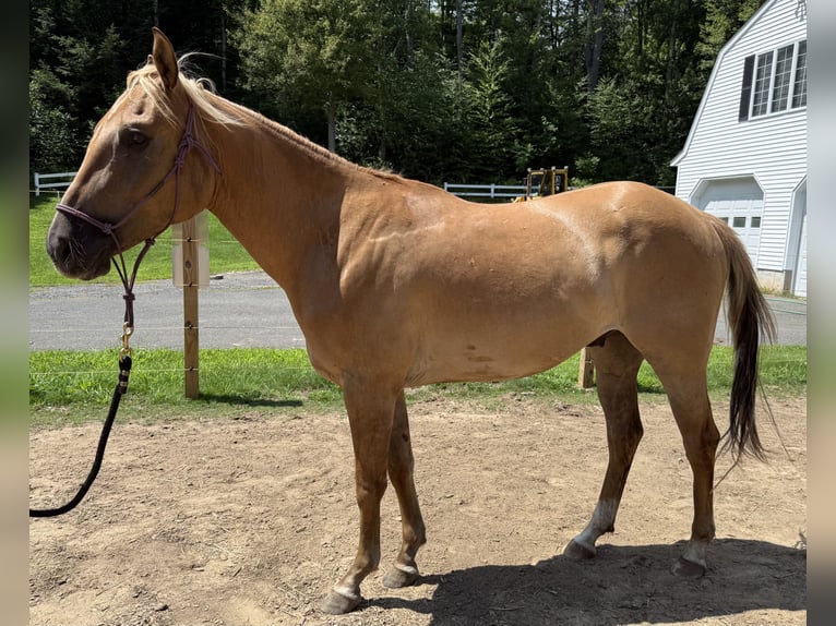 American Quarter Horse Gelding 3 years 14 hh Red Dun in Templeton