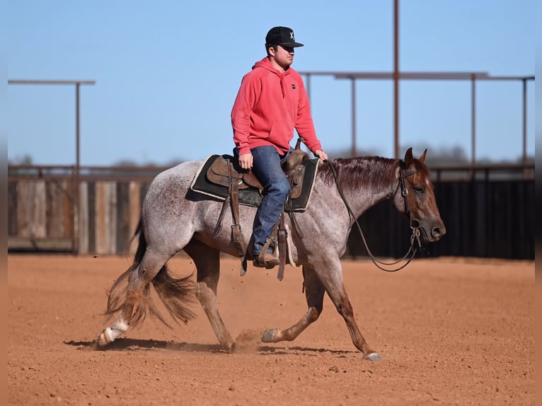 American Quarter Horse Gelding 3 years 14 hh Roan-Red in Waco