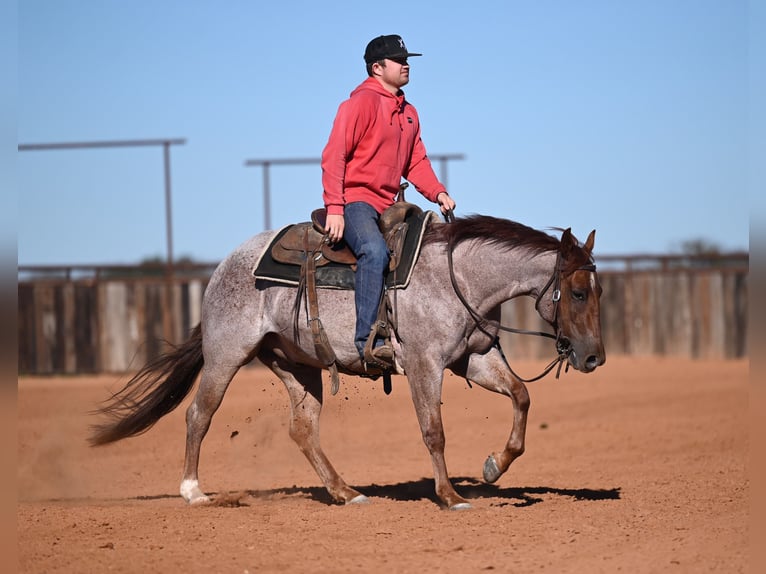 American Quarter Horse Gelding 3 years 14 hh Roan-Red in Waco