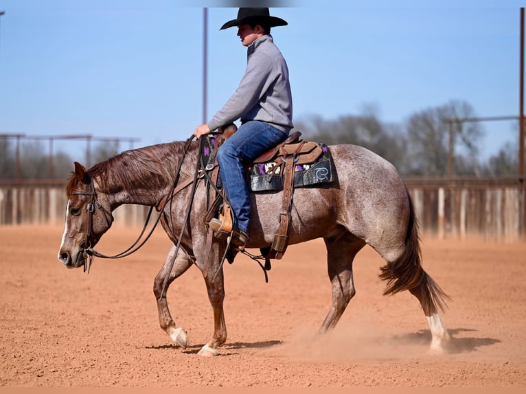 American Quarter Horse Gelding 3 years 14 hh Roan-Red in Waco