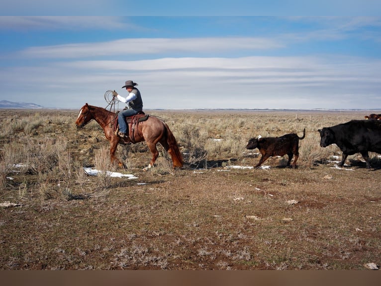 American Quarter Horse Gelding 3 years 14 hh Roan-Red in Saint Anthony