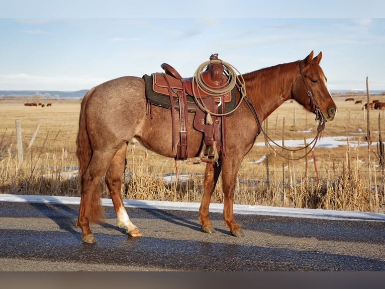 American Quarter Horse Gelding 3 years 14 hh Roan-Red in Saint Anthony