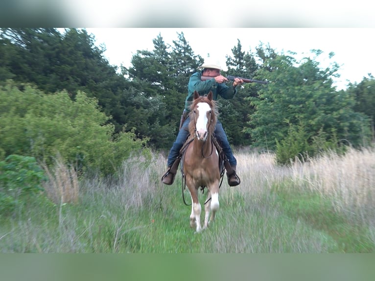 American Quarter Horse Mix Gelding 3 years 14 hh Tobiano-all-colors in Perkins
