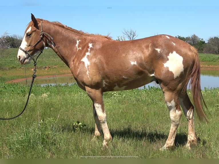 American Quarter Horse Mix Gelding 3 years 14 hh Tobiano-all-colors in Perkins