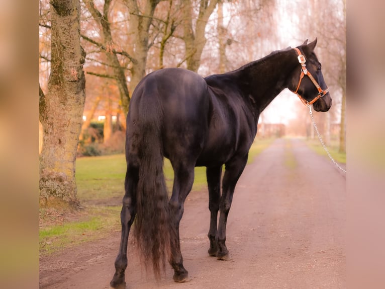American Quarter Horse Gelding 3 years 14,1 hh Black in Ganderkesee