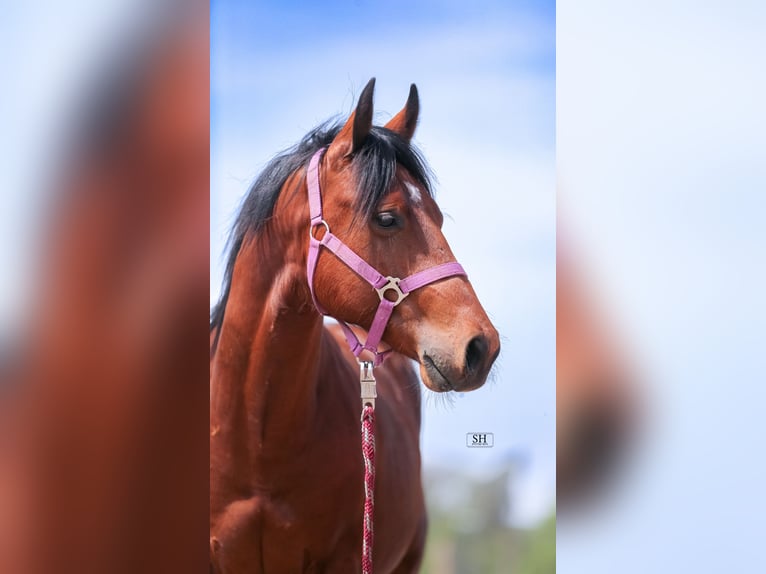 American Quarter Horse Gelding 3 years 14,1 hh Brown in Bruchk&#xF6;bel